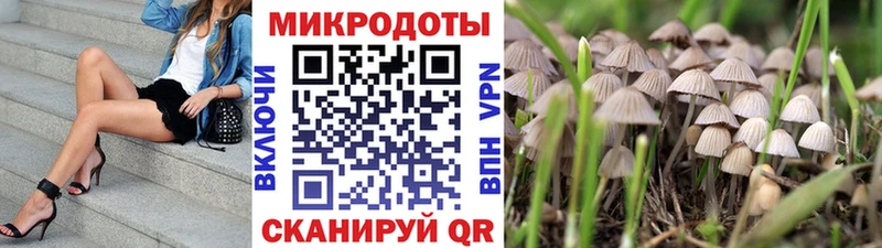 Псилоцибиновые грибы Cubensis Моршанск