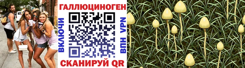 Галлюциногенные грибы Psilocybine cubensis  Купить  Моршанск 